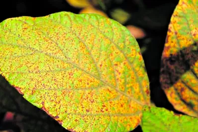 Roya de la soja: se detectó en Tucumán, pero resulta difícil que la enfermedad progrese