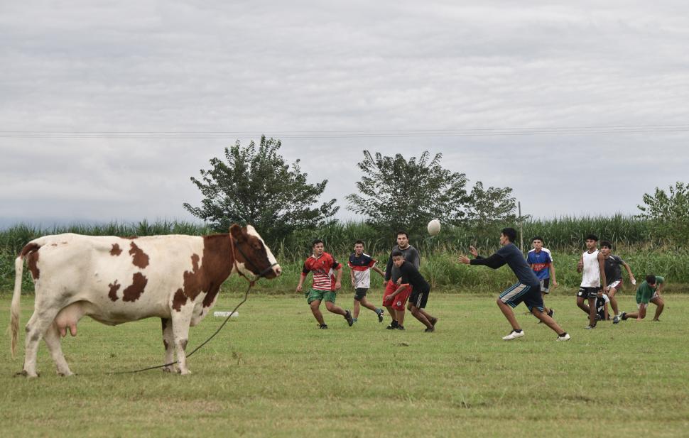 AFICIONADA. Una vaca observa la práctica desde un costado del campo de juego. 