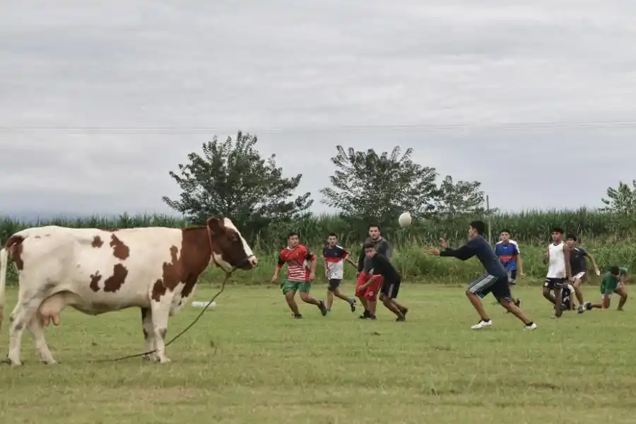 AFICIONADA. Una vaca observa la práctica desde un costado del campo de juego. 