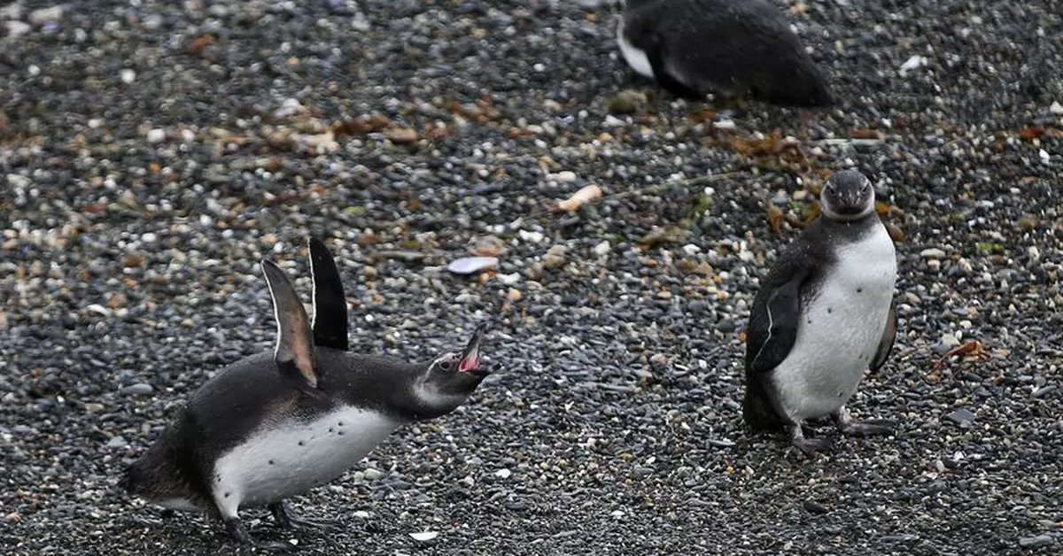 Volvieron al mar 12 pingüinos que habían sido recatados y rehabilitados en la costa argentina