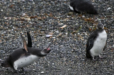 Volvieron al mar 12 pingüinos que habían sido recatados y rehabilitados en la costa argentina