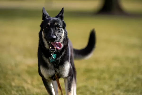 Adiestrarán a uno de los perros de Joe Biden que ya mordió a dos personas en la Casa Blanca