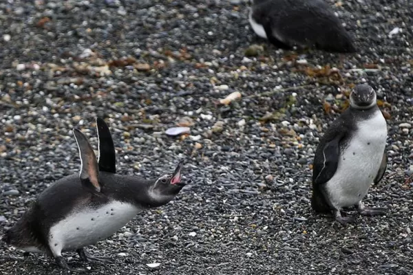 Volvieron al mar 12 pingüinos que habían sido recatados y rehabilitados en la costa argentina