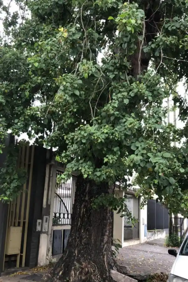 Un árbol añoso, a punto de desplomarse en Padre Roque Correa primera cuadra