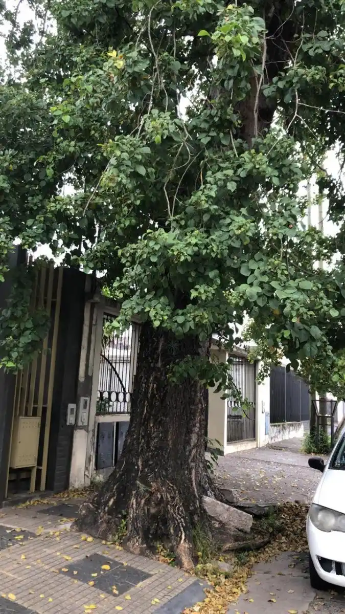 Un árbol añoso, a punto de desplomarse en Padre Roque Correa primera cuadra