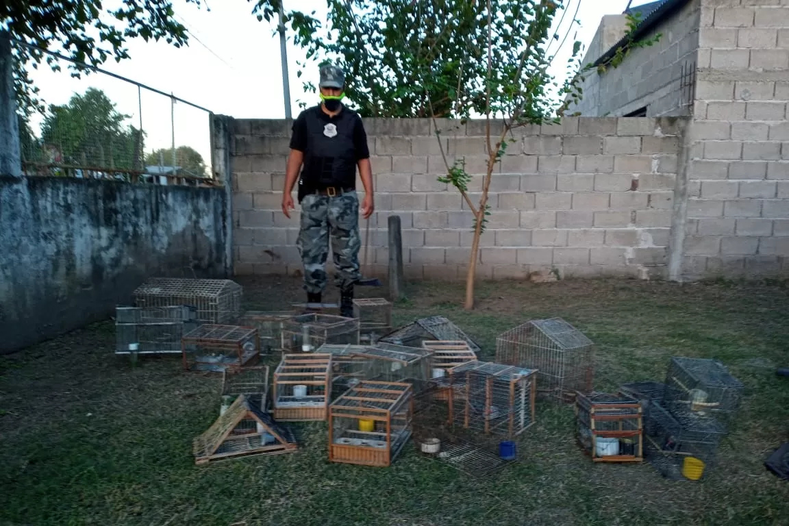 Rescatan y liberan más de 20 aves que permanecían cautivas en Río Chico