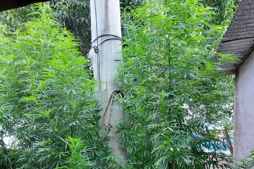 Investigaban un robo, pero encontraron 10 plantas de marihuana en Tafí Viejo y Villa Carmela