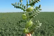 Estimaron gastos de barbecho y rindes de indiferencia para trigo y garbanzo