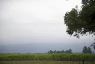 Los cañaverales muestran los niveles de maduración del último quinquenio