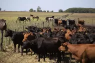 La defensa del empresario acusado de robo de ganado dice que se presentará ante la Justicia