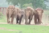 Un cazador furtivo murió aplastado por una manada de elefantes