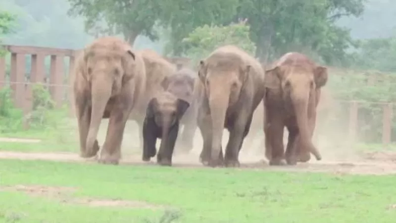 Un cazador furtivo murió aplastado por una manada de elefantes