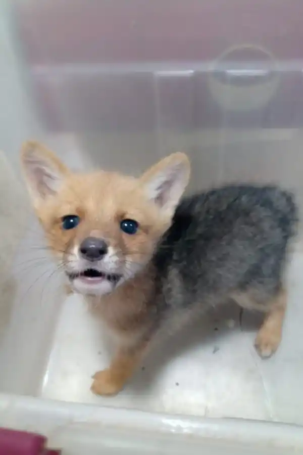 BAJO CUIDADO. Uno de los cachorros de zorro gris liberados en Raco. 