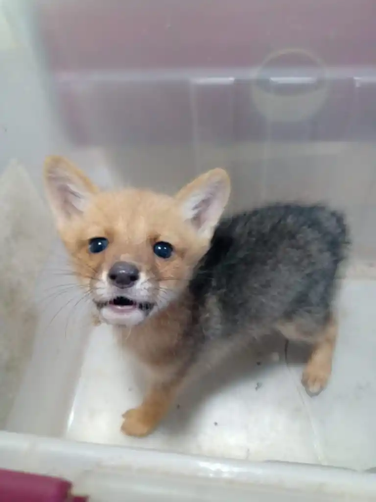 BAJO CUIDADO. Uno de los cachorros de zorro gris liberados en Raco. 