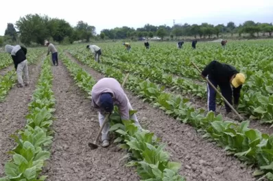 Productores cobran $100 millones del Fondo Especial del Tabaco