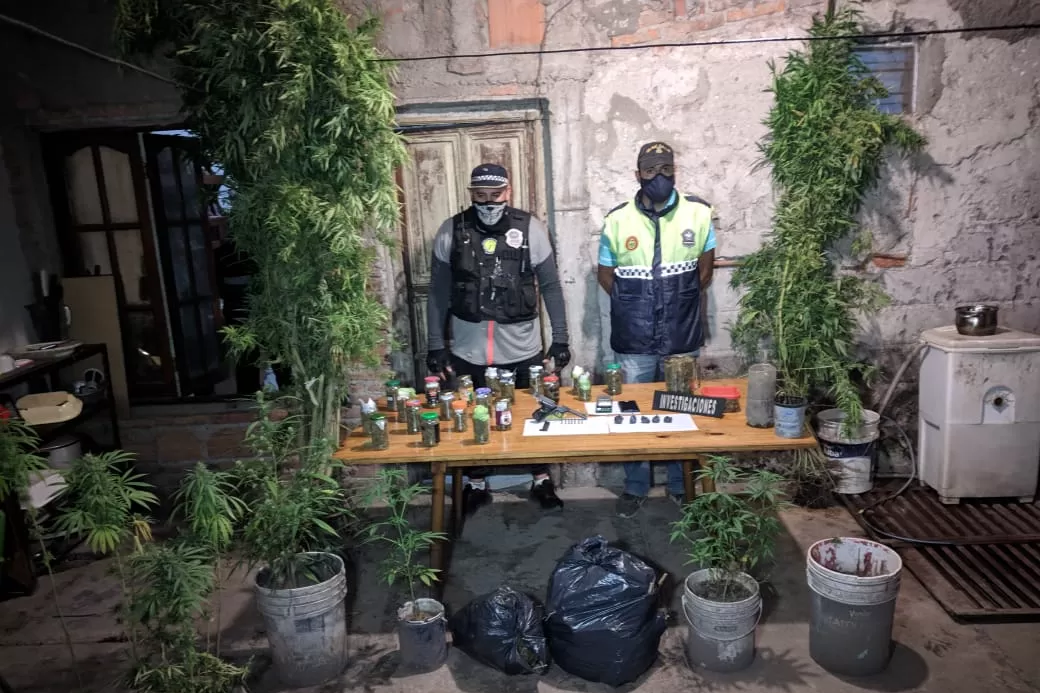 PLANTAS. Los uniformados secuestraron marihuana en el operativo. Foto: Ministerio de Seguridad