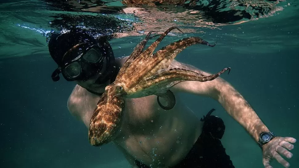 EXTRAÑA RELACIÓN. El director de cine Craig Foster se vinculó con una curiosa pulpo en aguas de Sudáfrica. 