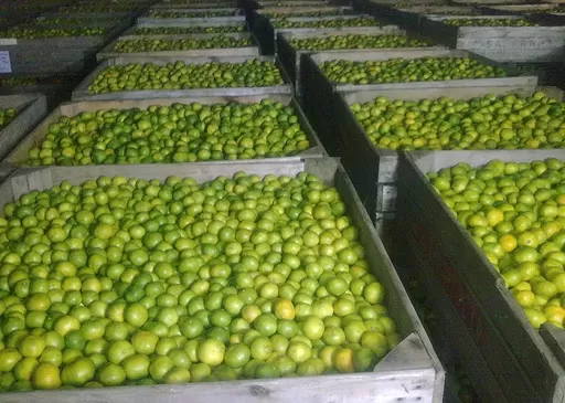 PUNTO. El GA3 se debe aplicar cuando la fruta comienza a virar de color verde a amarillo; en Tucumán, marzo o abril. 