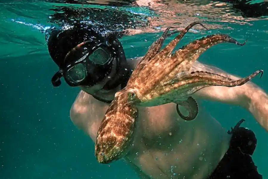 Premios Oscar 2021: conocé todos los ganadores en la fiesta del séptimo arte