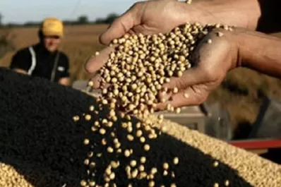 La soja cortó su racha alcista en Chicago