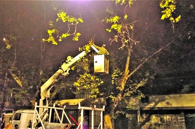 Podan árboles para dar mejor visibilidad de los semáforos