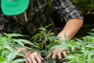 Catamarca se suma el cultivo del cannabis