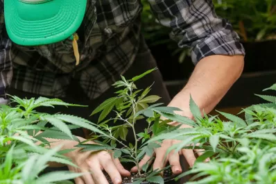 La Cámara de Cannabis apoya la inscripción de semillas para uso medicinal y de investigación