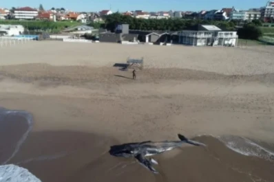 Apareció muerta una ballena jorobada en Mar del Plata