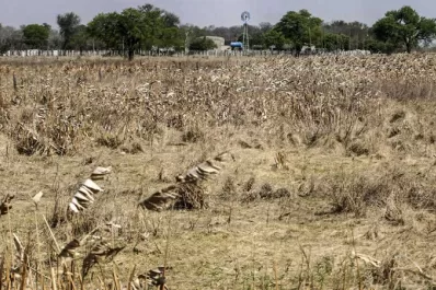 La irregularidad de las precipitaciones signó la campaña de granos, según un técnico de la Eeaoc