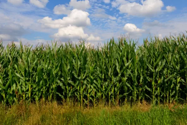 La Eeaoc estima que en Tucumán se sembraron más de 95.000 hectáreas de maíz