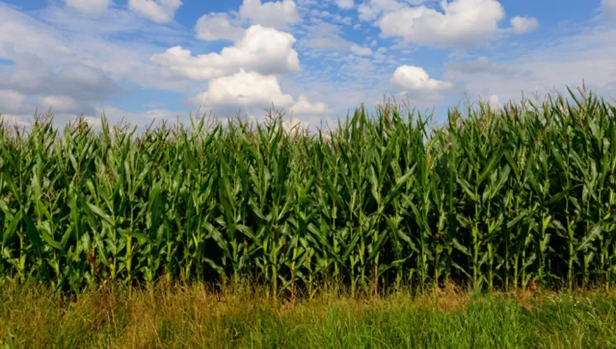 CÁLCULOS. La Eeaoc estima que en Tucumán se sembraron más de 95.000 hectáreas de maíz.