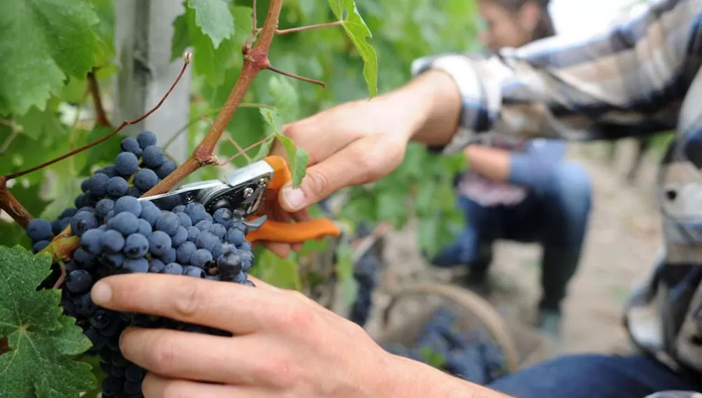 Argentina reinicia la exportación de uva fresca a Brasil