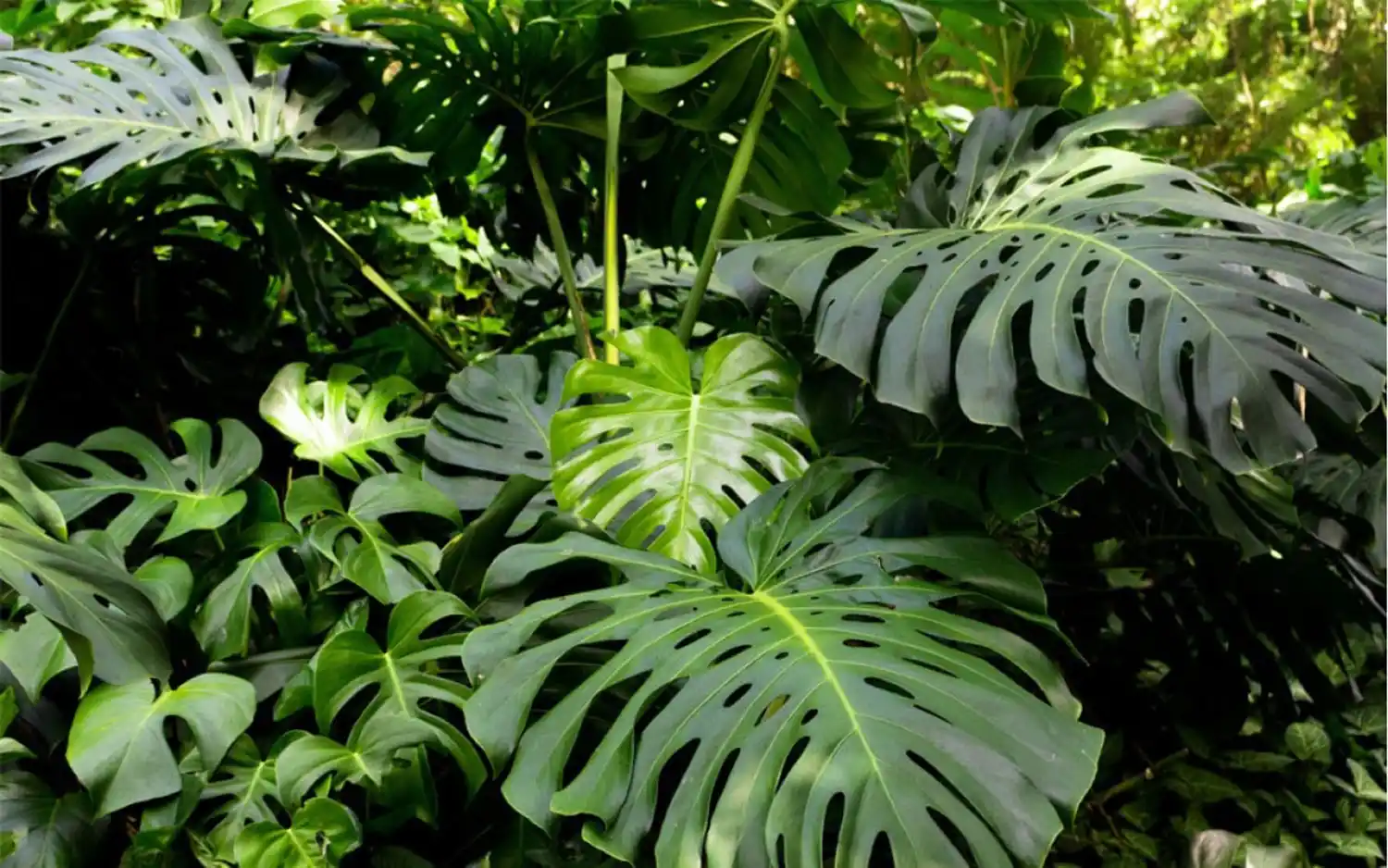Video: Monstera deliciosa, una guía para cuidar la planta de moda
