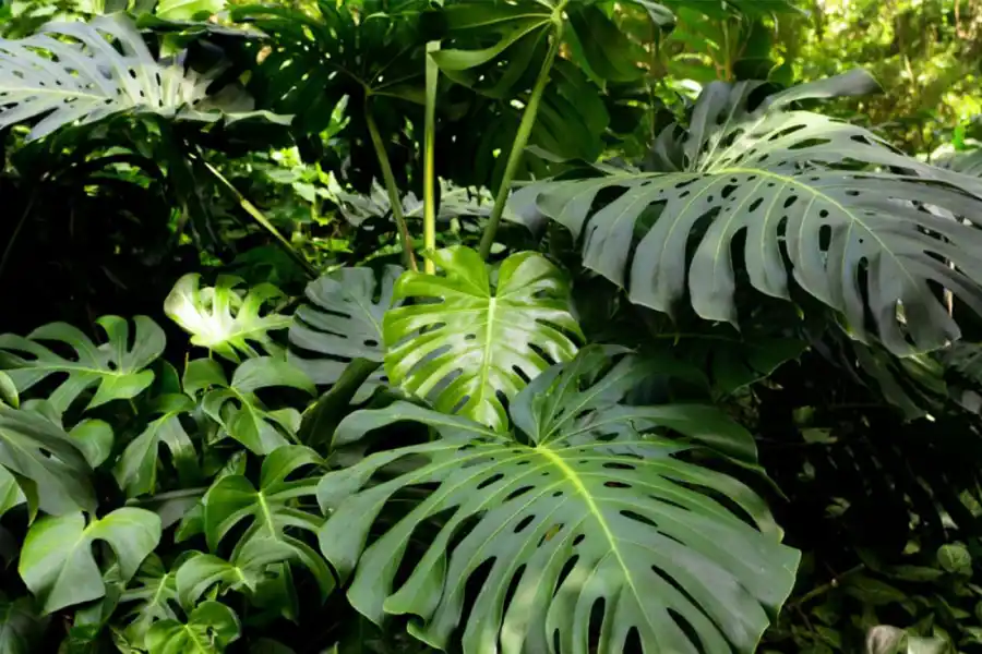 Video: Monstera deliciosa, una guía para cuidar la planta de moda