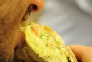 La lengua en la Lengua