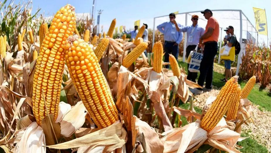 MOVIMIENTOS. La caída del precio de los granos en Chicago frenó la escalada del maíz.