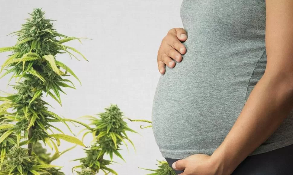 Marihuana cero durante el embarazo, la recomendación de la Sociedad Argentina de Pediatría