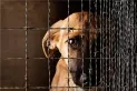 Un fallo que marca un precedente contra el maltrato animal