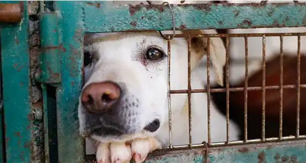 Un fallo que marca un precedente contra el maltrato animal