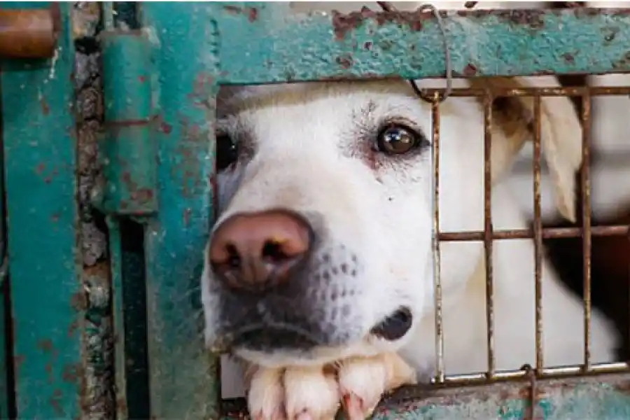 Un fallo que marca un precedente contra el maltrato animal
