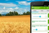 Plagas y enfermedades de la fina: informe de SIMA