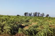 Recomendaciones para reducir el daño ante a una situación de cañaverales caídos