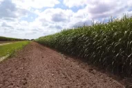 Beneficios del uso de maduradores