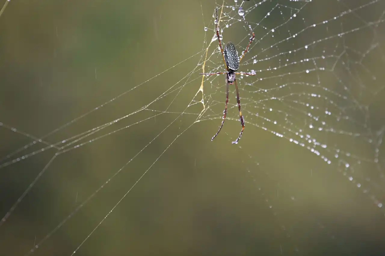 La araña que ha colonizado el camino a Horco Molle