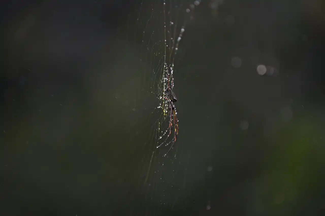 La araña que ha colonizado el camino a Horco Molle