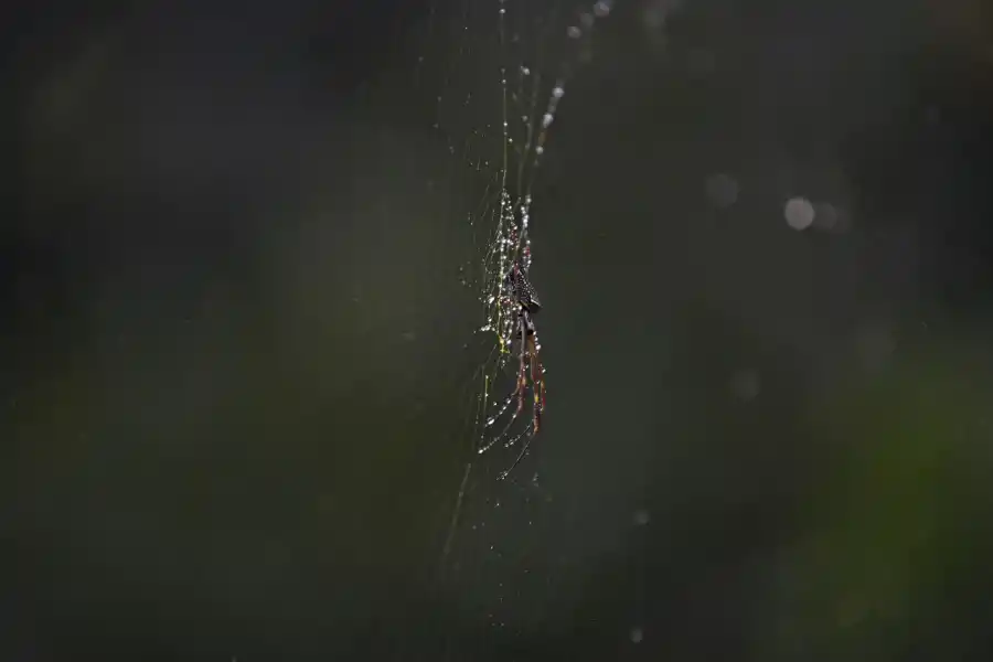 La araña que ha colonizado el camino a Horco Molle