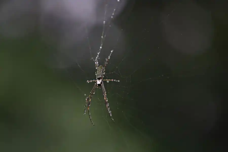 La araña que ha colonizado el camino a Horco Molle