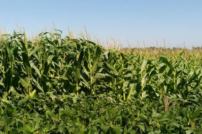 INTA: en la Argentina, sólo se repone el 30 % de los nutrientes que se extraen