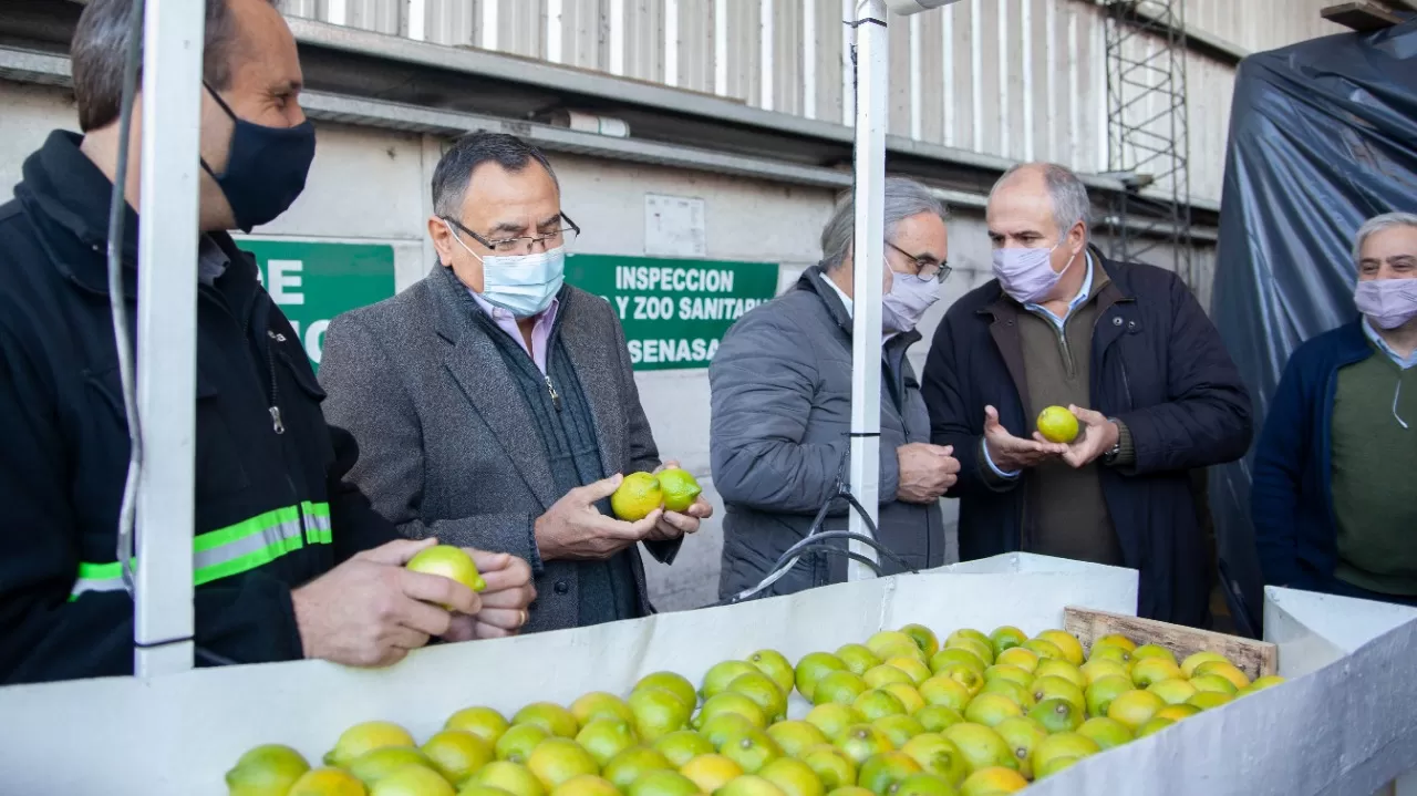 El primer cargamento de limones sale hacia Países Bajos
