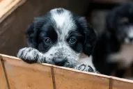 La pandemia llevó más gatos y perros a los hogares